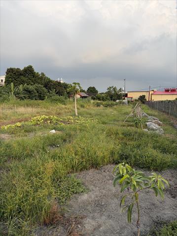 芒果 產品圖片（產品編號 717575）
