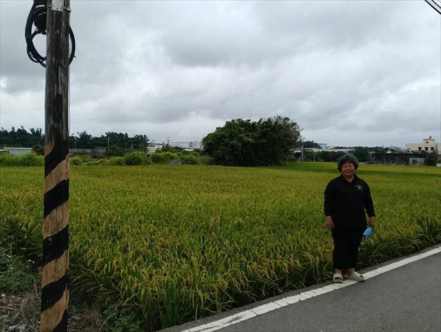 稉稻(白米或黑米) 產品圖片（圖片編號 1013872）
