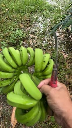 香蕉 產品圖片（產品編號 717643）