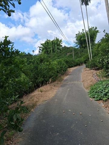 其它柑橘 產品圖片（圖片編號 1014442）