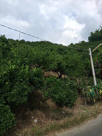 其它柑橘 產品圖片（圖片編號 1014443）