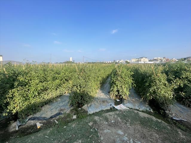 番茄(含小番茄) 產品圖片（圖片編號 1014498）