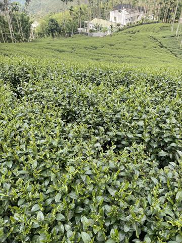 茶製品-茶 產品圖片（圖片編號 1014941）