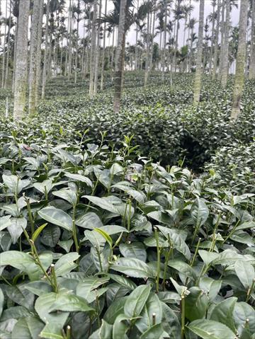 茶製品-茶 產品圖片（圖片編號 1014942）