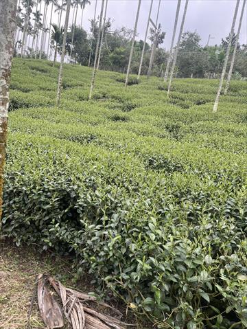 茶製品-茶 產品圖片（圖片編號 1014943）