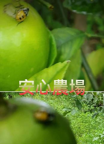 檸檬 產品圖片（產品編號 675560）