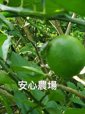 檸檬 產品圖片（圖片編號 1015092）