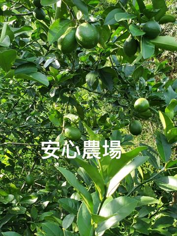 檸檬 產品圖片（圖片編號 1015093）