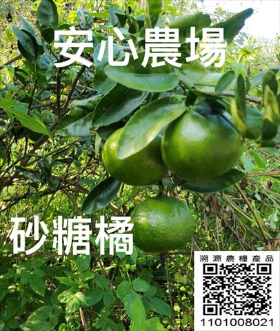 砂糖橘 產品圖片（產品編號 675563）