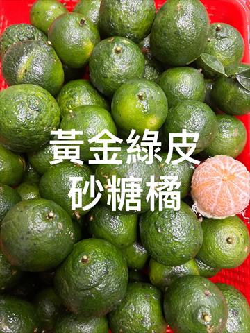 砂糖橘 產品圖片（圖片編號 1015226）