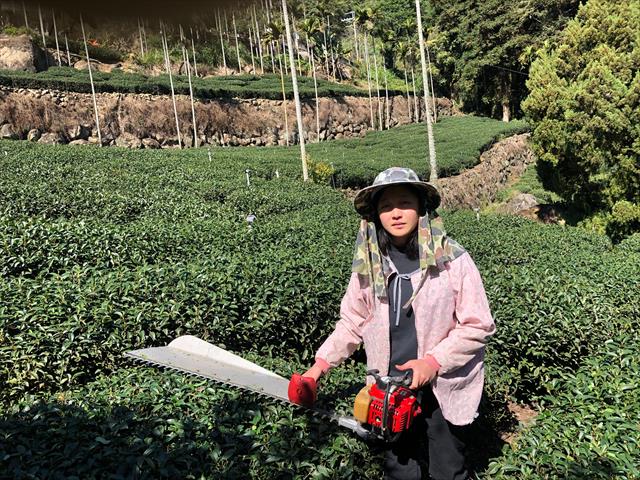 茶製品-茶 產品圖片（產品編號 718461）