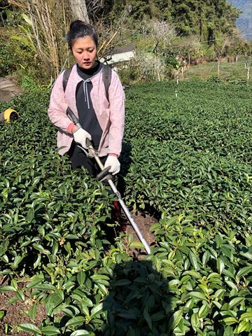 茶製品-茶 產品圖片（圖片編號 1015562）