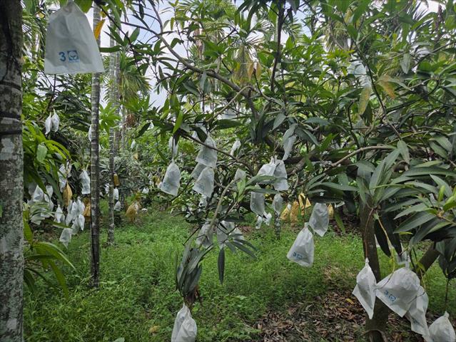 芒果 產品圖片（圖片編號 1016009）