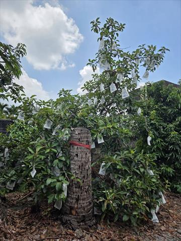 芒果 產品圖片（圖片編號 1016010）