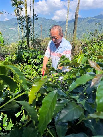 茶製品-茶 產品圖片（圖片編號 1016029）