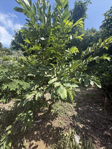 番石榴(芭樂) 產品圖片（圖片編號 1016521）