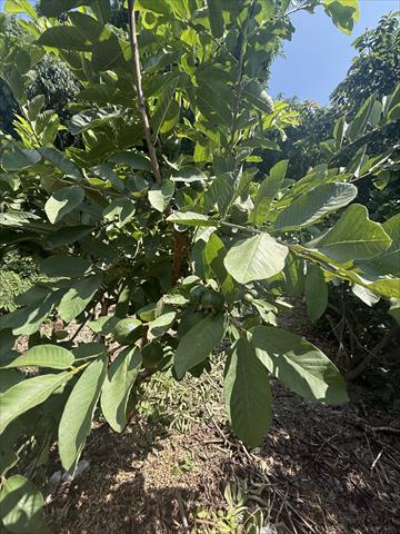 番石榴(芭樂) 產品圖片（圖片編號 1016525）