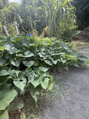 葉用甘藷(地瓜葉,甘藷葉) 產品圖片（圖片編號 1016526）