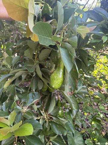 酪梨 產品圖片（圖片編號 1016533）