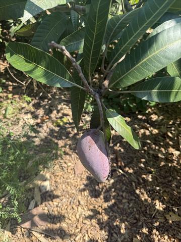 芒果 產品圖片（圖片編號 1016536）