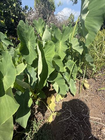 芋頭 產品圖片（圖片編號 1016537）