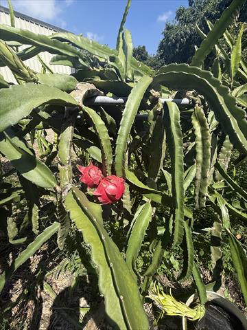 紅龍果 產品圖片（圖片編號 1016539）