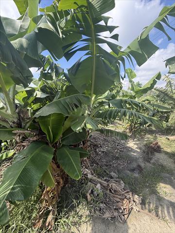 香蕉 產品圖片（圖片編號 1016541）