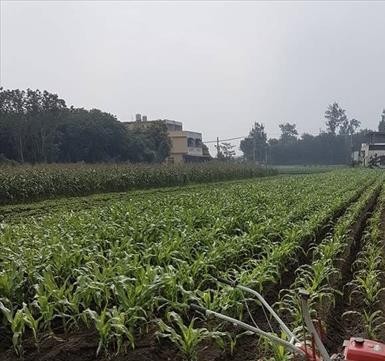 食用玉米(含玉米筍) 產品圖片（圖片編號 1016546）
