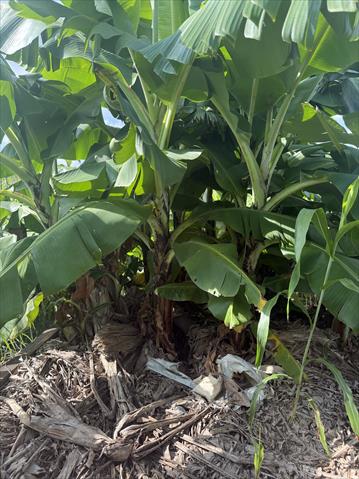 香蕉 產品圖片（圖片編號 1016547）