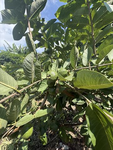 番石榴(芭樂) 產品圖片（圖片編號 1016552）