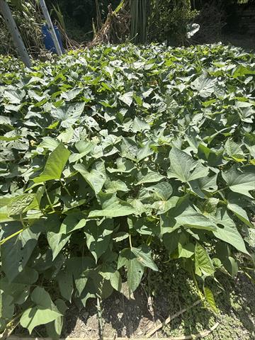 葉用甘藷(地瓜葉,甘藷葉) 產品圖片（圖片編號 1016556）