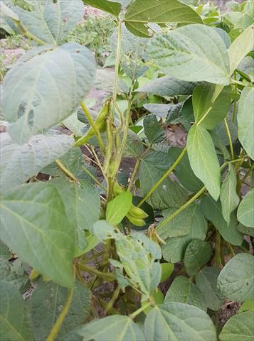 大豆(黃豆、黑豆等) 產品圖片（產品編號 718827）