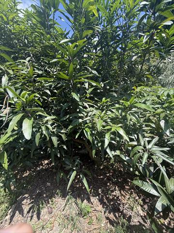 芒果 產品圖片（圖片編號 1016564）