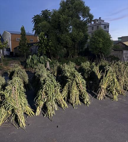 大麥 產品圖片（圖片編號 1016566）