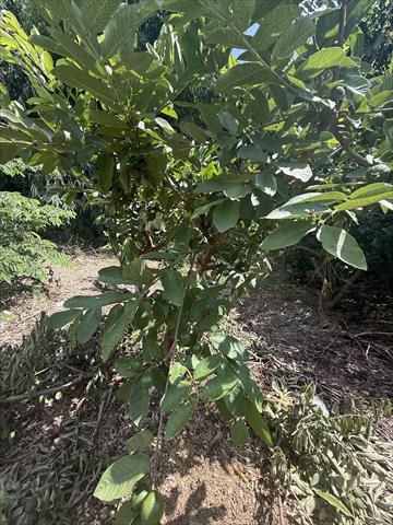 番石榴(芭樂) 產品圖片（圖片編號 1016567）