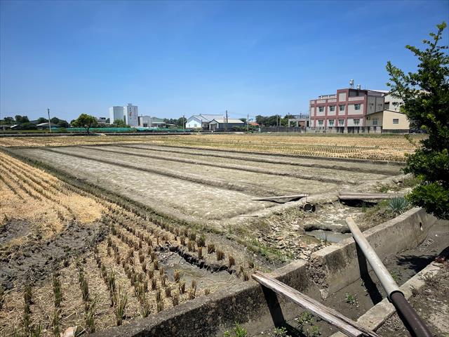 稉稻(白米或黑米) 產品圖片（圖片編號 1016660）