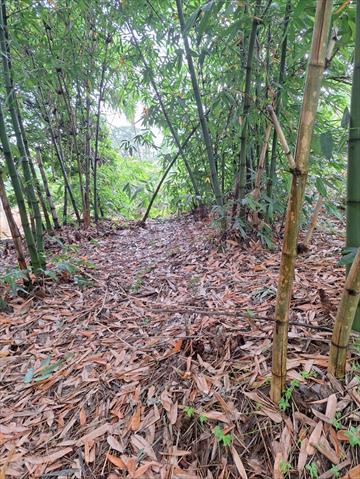 竹筍 產品圖片（圖片編號 1016740）