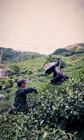茶製品-茶 產品圖片（產品編號 719421）