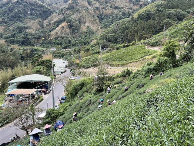 茶製品-茶 產品圖片（圖片編號 1017350）