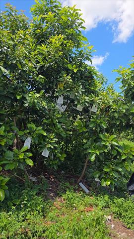 酪梨 產品圖片（圖片編號 1017432）