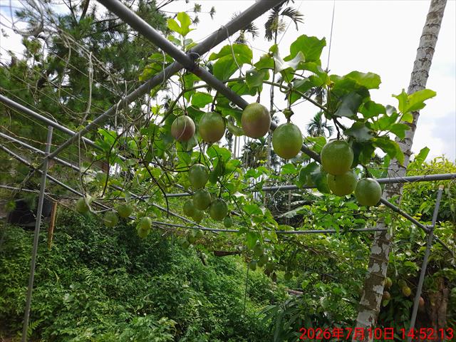 百香果 產品圖片（圖片編號 1017458）