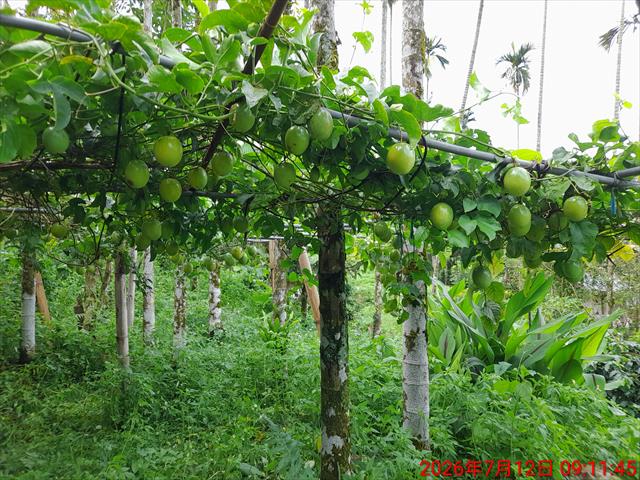 百香果 產品圖片（圖片編號 1017460）