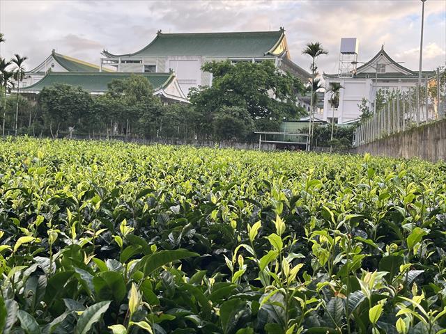 茶製品-茶 產品圖片（圖片編號 1017560）