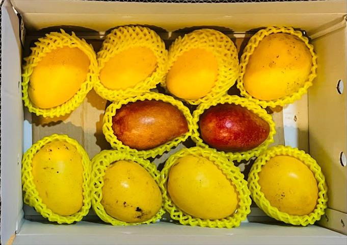 芒果 產品圖片（圖片編號 1017791）