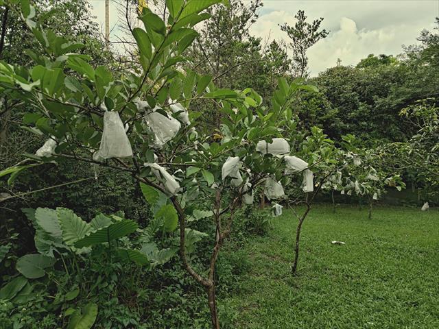 番石榴(芭樂) 產品圖片（產品編號 719730）