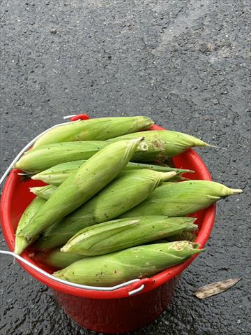 食用玉米(含玉米筍) 產品圖片（產品編號 720076）