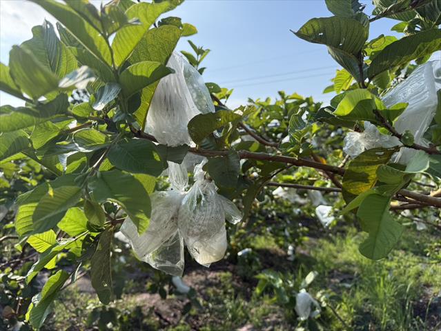 番石榴(芭樂) 產品圖片（圖片編號 1018307）