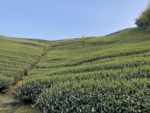茶製品-茶 產品圖片（圖片編號 1018751）