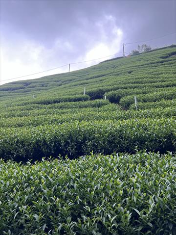 茶製品-茶 產品圖片（產品編號 720510）