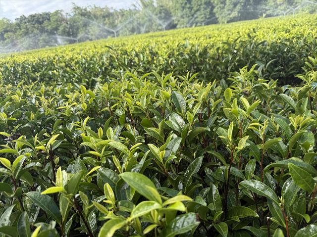 茶製品-茶 產品圖片（圖片編號 1018826）